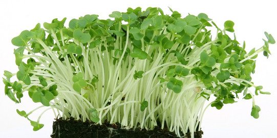 Kresse Grüne Kresse auf schwarzem Erdpolster